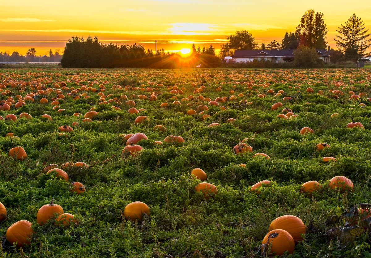 pumpkins-in-field