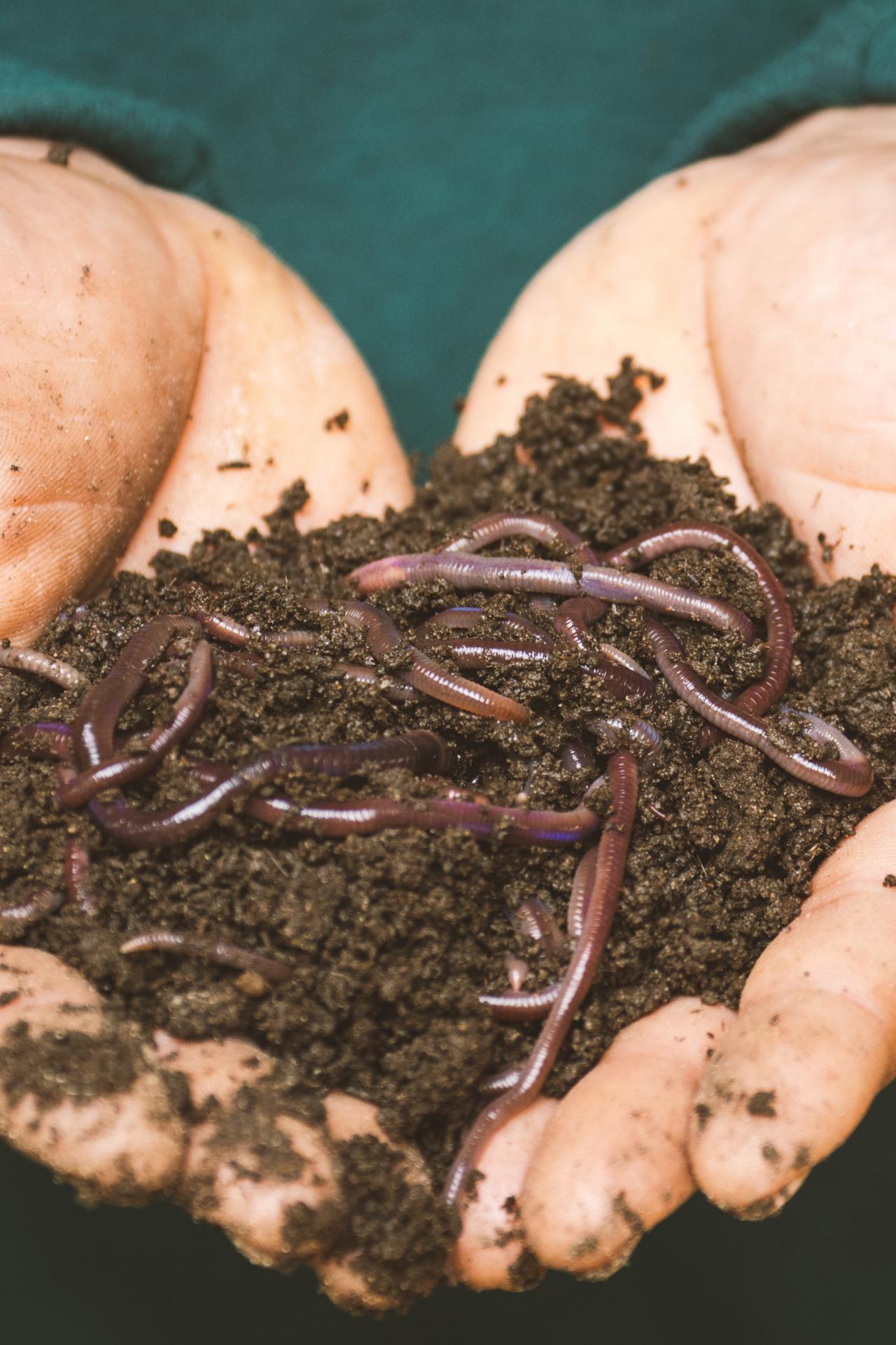 person-holding-dirt-and-worms-in-hands