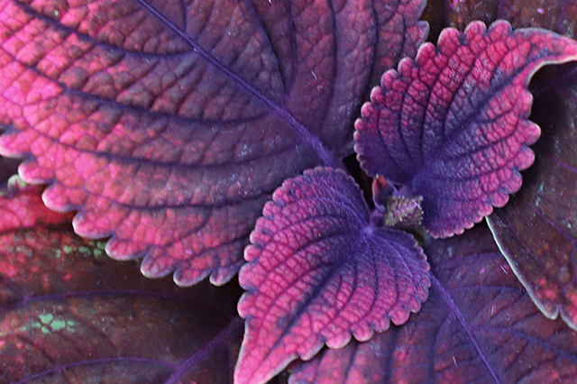 purple-vegetable-plant