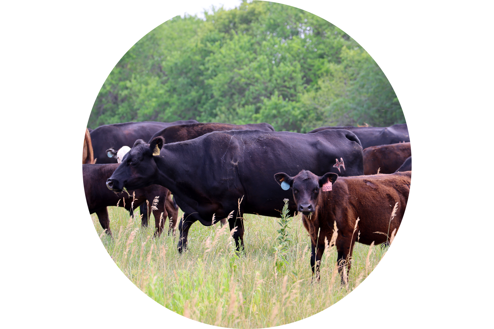 Cattle in a pasture. Photo by Russell Shaffer