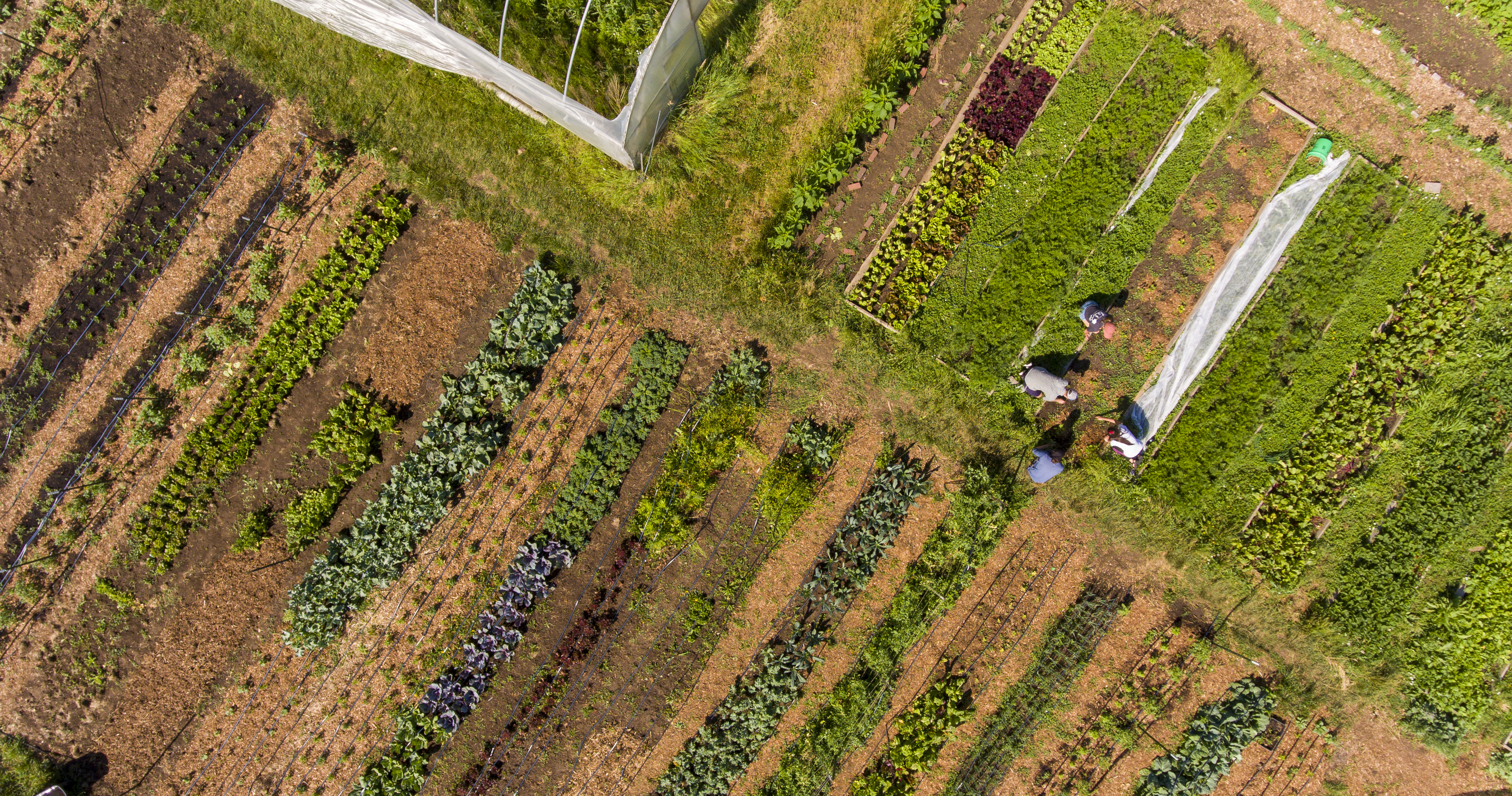 Aerial view of gardeners tending their garden. Photo by Craig Chandler