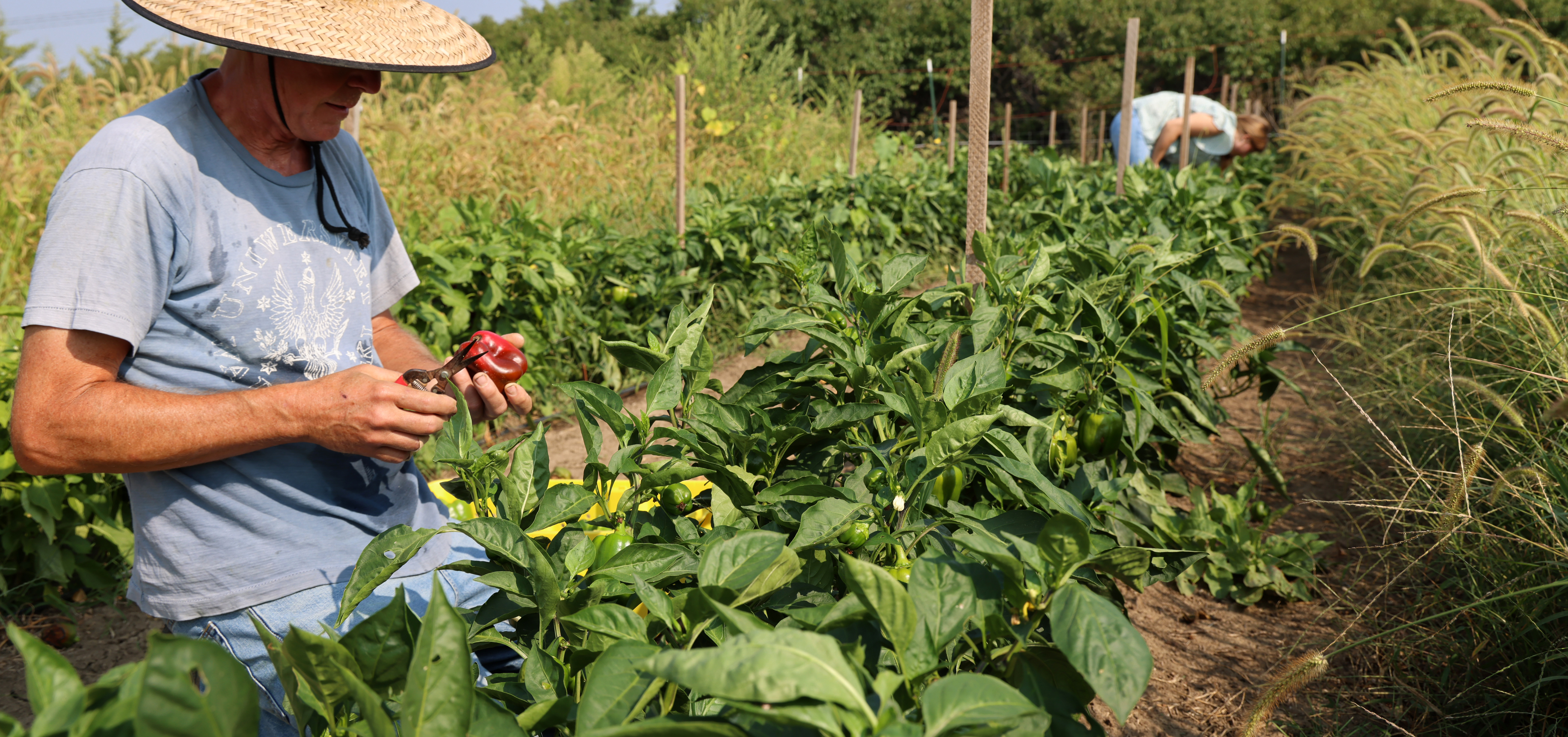 A farmer looks at his produce. Photo by Russell Shaffer