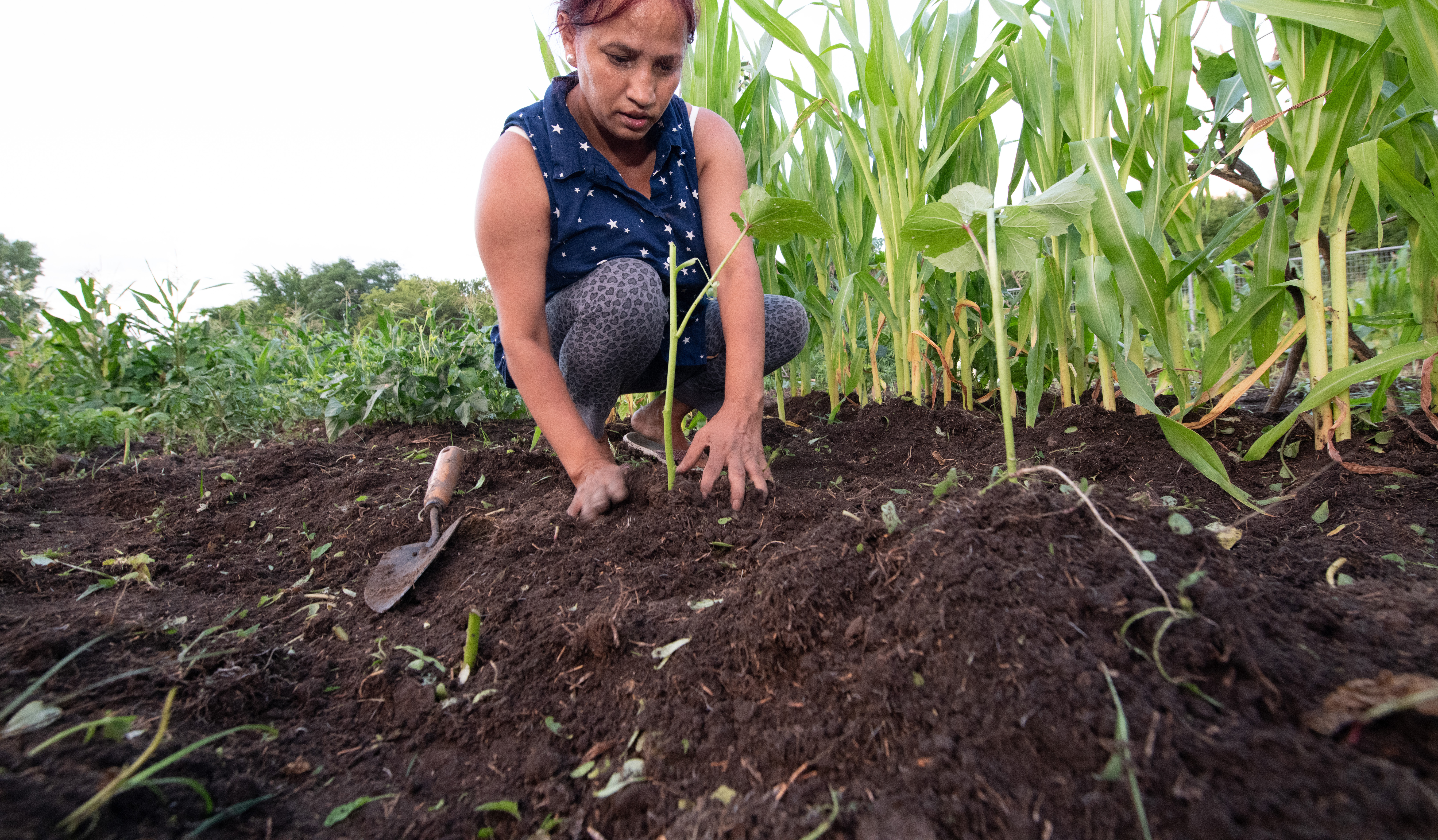 After preparing the soil, Rabaka Grung of Omaha plants cucumber seedlings at Cooper Farm in Omaha, Nebraska July 21, 2020. Photo by Gregory Nathan