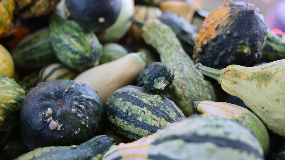 Squash grown by the Indiginous Youth Food Sovereignty program. Photo by Russell Shaffer