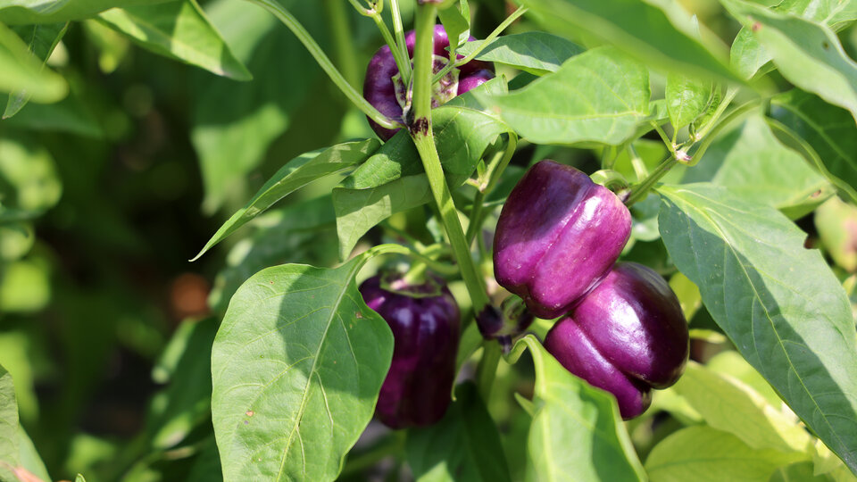 Purple bell peppers growing on the plant. Photo by Russell Shaffer