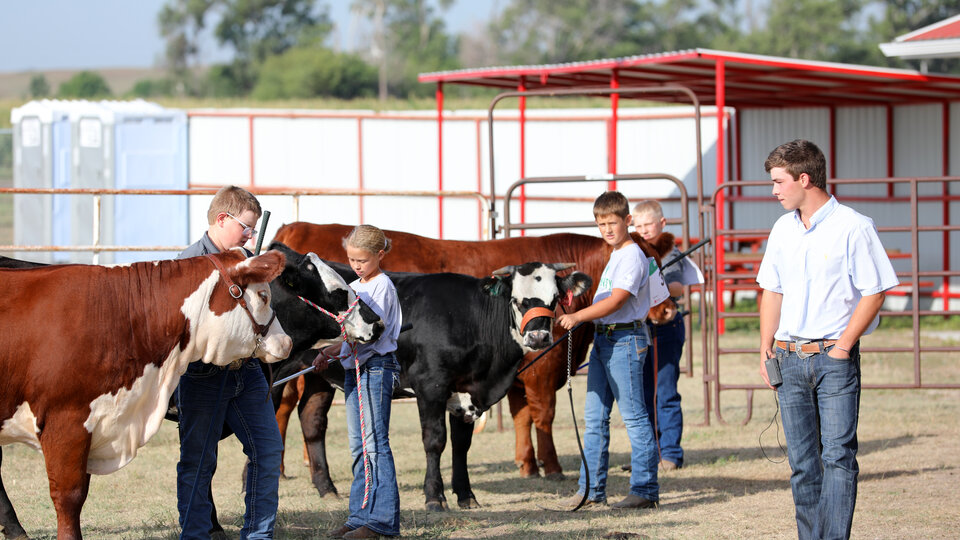 Children show cattle at a county fair.