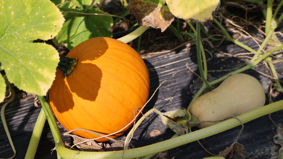 A pumpkin and squash in a garden. Photo by Russell Shaffer