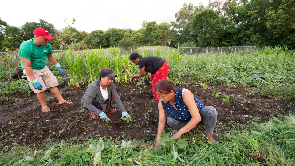 People work in a community garden.