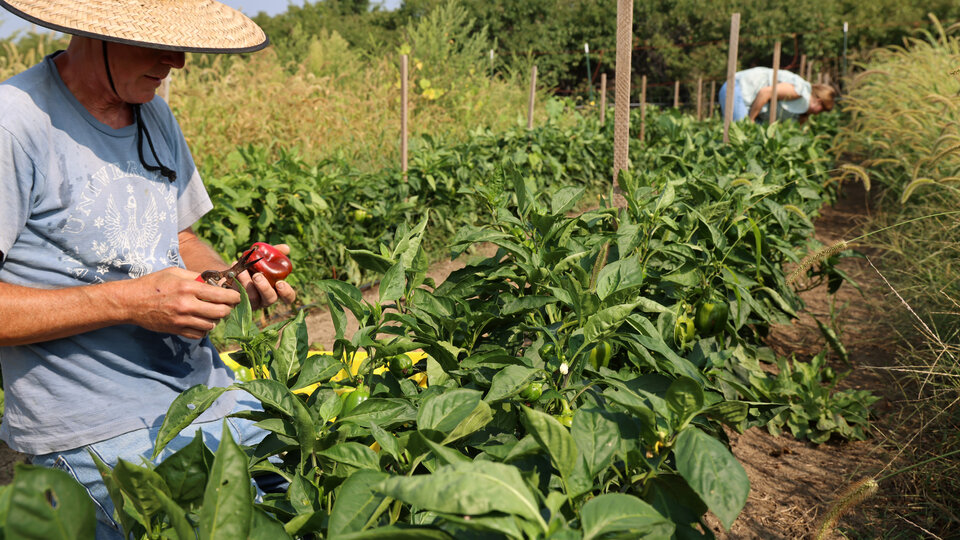 A farmer looks at his produce. Photo by Russell Shaffer