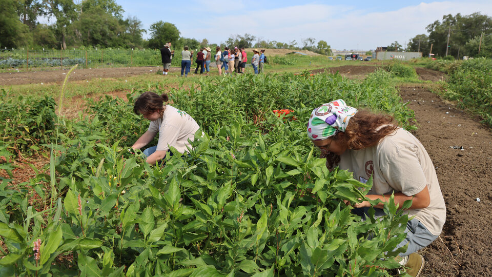 Workers harvest vegetables at an urban farm.