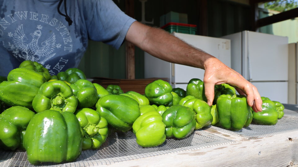 A farmer washed freshly-picked bell peppers. Photo by Russell Shaffer