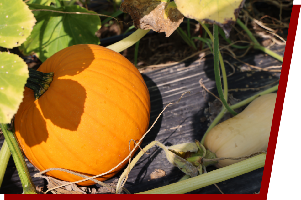 Bright orange pumpkin and small squash resting on black soil, surrounded by green leaves.