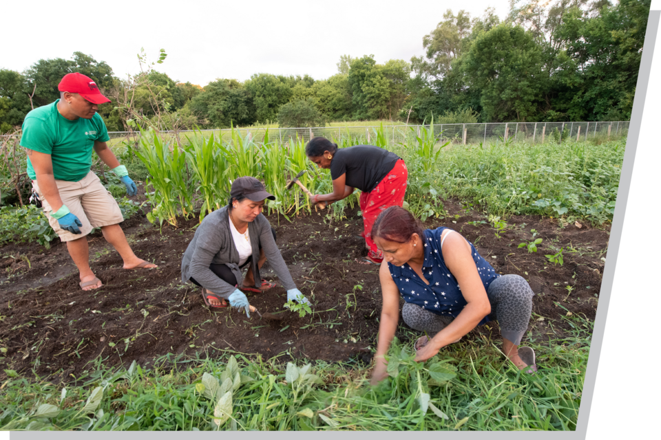 Three women and one man work in a garden, digging in the soil to plant vegetables.