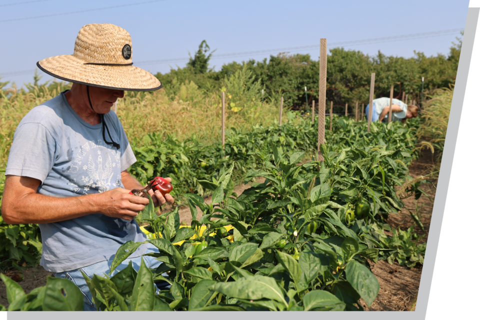 Farmer in straw hat harvesting red peppers in a green vegetable field under sunny skies.