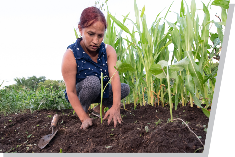 Person crouching in a garden, planting near tall green corn plants, with a trowel on the soil.