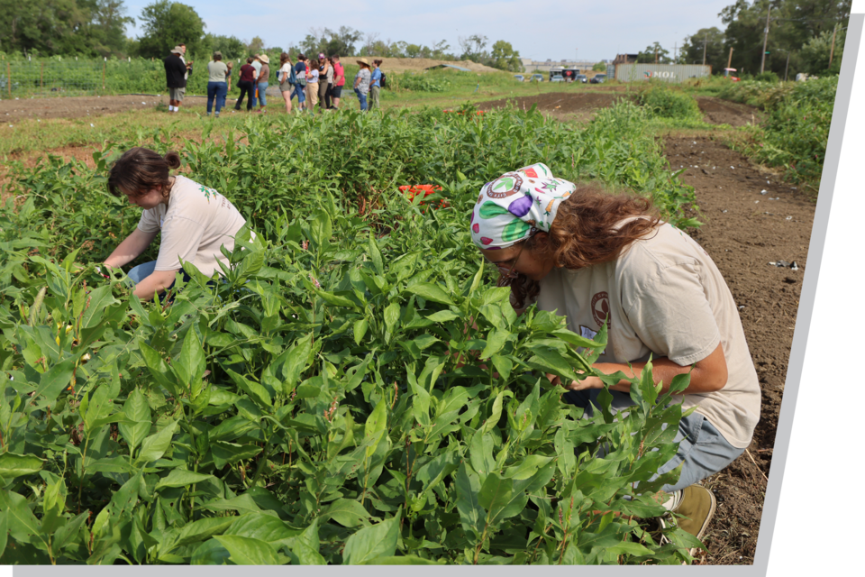 A man and woman sit among rows of vegetables, harvesting crops, in an urban garden.