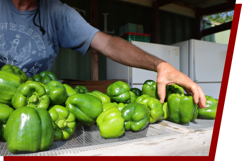 Man reaching for green bell peppers on a mesh table.